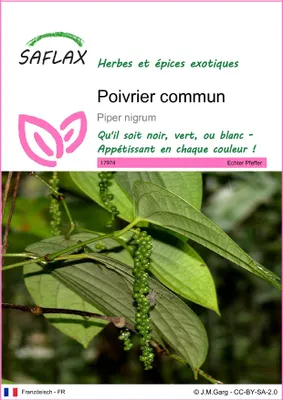 Image de SAFLAX  - Poivrier commun - 20 graines - Piper