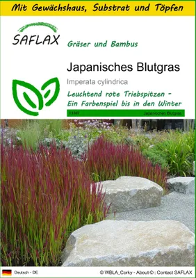 Produktbild von SAFLAX Anzucht Set - Japanisches Blutgras - Imperata cylindrica - 50 Samen - Mit Mini-Gewächshaus, Anzuchtsubstrat und 2 Töpfen