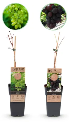 Obrázek produktu pro Vitis vinifera „Vanessa“ a „Himrod“ – bezsemenné fialové a bílé hrozny – 15cm květináč – výška cca 50 cm – sada 2 různých rostlin