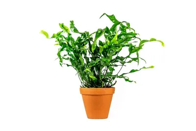 Obrázok produktu pre Gardners Microsorum diversifolium, priemer 12 cm