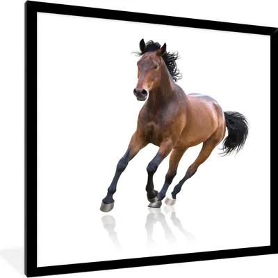 Produktbild von MuchoWow® MuchoWow® Gerahmtes Poster Pferd - Braun - Weiß 40x40 cm - Poster mit zchwarzem Bilderrahmen - Mit Rahmen - Wanddekoration Schlafzimmer