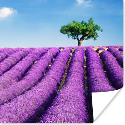 Produktbild von MuchoWow® Poster Ein blühendes lila Lavendelfeld an einem sonnigen Tag 50x50 cm - Wohnzimmerdekoration