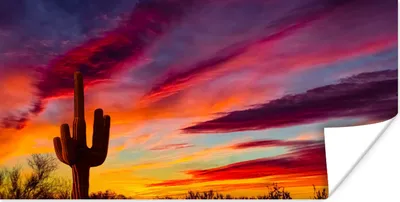Produktbild von MuchoWow® Poster Kaktus - Himmel - Sonnenuntergang - Lila - Rosa 150x75 cm - ohne Rahmen
