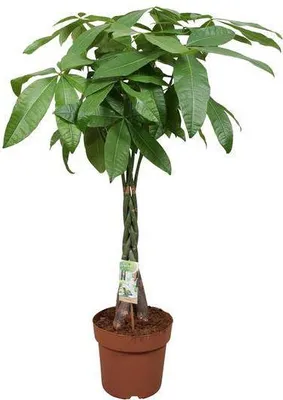 Zdjęcie produktu dla Kasztan szczescia (Pachira aquatica) - srednica 24cm, wysokosc 120cm - roslina