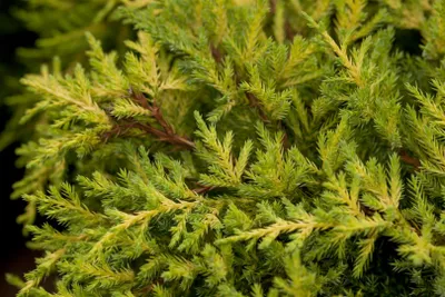 Produktbild von Juniperus media 'Goldkissen', gelbgrün, 25–30 cm