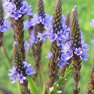 Produktbild von 6 x Ehrenpreis - Verbena hastata 'Blue Spires'  | Topf 9cm x 9cm