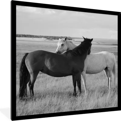 Produktbild von MuchoWow® Gerahmtes Poster Pferde - Tiere - Porträt - Schwarz-Weiß - Landleben 40x40 cm - Poster mit Schwarzem Bilderrahmen Wandposter Rahmen Foto Bilder - Mit Rahmen - Wanddekoration Schlafzimmer