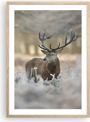 Produktbild von Gerahmtes Poster - Rahmen in heller Eiche - Hirsch Wald Natur - 50x70 cm - Wand Bild - Wanddeko - Wandbilder - Wandposter - Bilderrahmen - Bilder - Kunstdruck - Wandbild - P2NPA50x70-3744