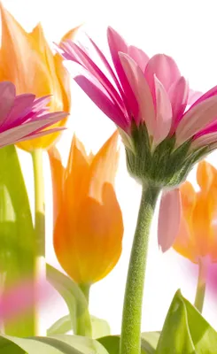 Produktbild von Fototapete - Spring Flowers 150x250cm - Vliestapete