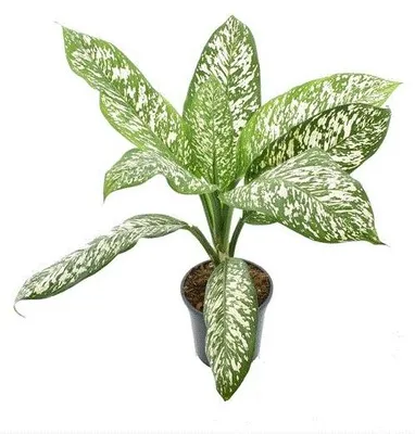 Produktbild von Gardner Dieffenbachia White Etna, Durchmesser 21-24 cm