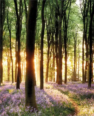 Produktbild von Wallario Magnet für Kühlschrank / Geschirrspüler, magnetisch haftende Folie - 60 x 80 cm, Motiv: Blaue Hasenglöckchen im Wald mit Sonnenstrahlen