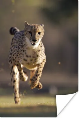 Produktbild von MuchoWow® Poster Leopard - Sprint - Pflanzen 20x30 cm - Papierdruck