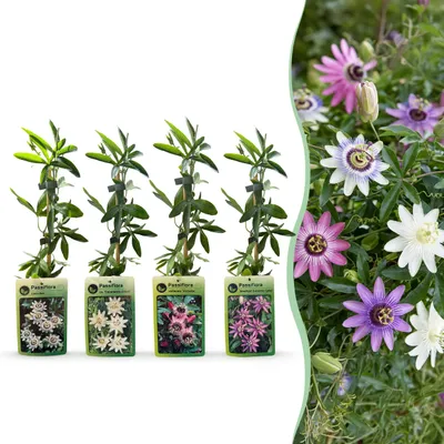 Produktbild von Green boutiQ - 4x Passiflora Rainbow - Regenbogen-Passionsblume - Weiß - Lila - Rosa - Lila - Kletterpflanze - Ø9cm - ↕35cm