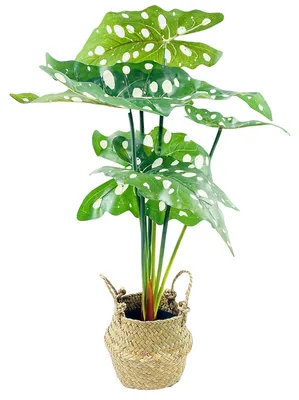 Image de Fleur artificielle en panier ALOCASIE, 51 cm