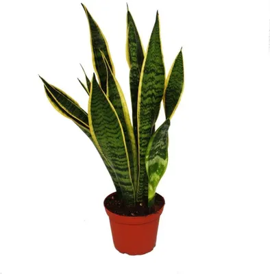 Productafbeelding van Kamerplant - Sansevieria - Decoratie - Luchtzuiverend - 45-50 cm - Groen