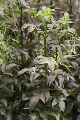 Produktbild von Sambucus nigra 'Black Tower', Schwarzer Holunder, dunkelviolett, 40–60 cm