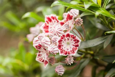 Produktbild von Kalmia latifolia 'Minuet', Berglorbeer, rosa-weiß, 25–30 cm