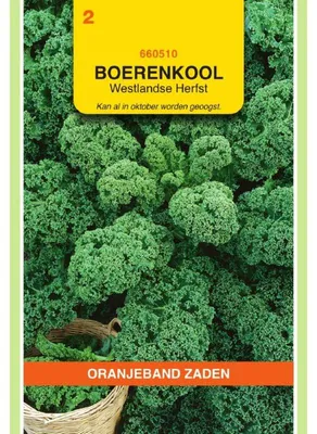 Immagine prodotto di Oranjeband, cavolo nero varietà Westländer, semi (1 confezione)