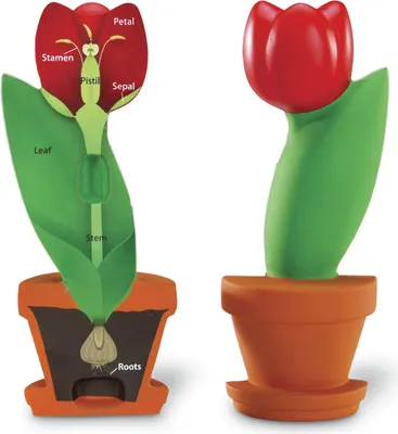 Image de Learning Resources LER1905, 7 ans, Mousse, Multicolore