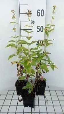 Obrázok produktu pre 6 x Phlox (p) 'David' - Plamienok - Kvetináč 9 x 9 cm