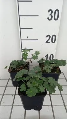 Zdjęcie produktu dla 6 x Geranium sang. 'Apfelblüte' - Cranesbill - Doniczka 9 x 9 cm