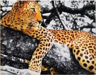 Image de Vikpap W2620 - Peinture par numéros, toile 40 × 30 cm - Guépard
