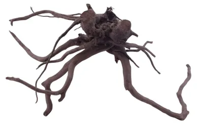 Produktbild von XL Black Spider Wurzel Nr.5260 Fingerwurzel Echtholz Deko Aquascaping