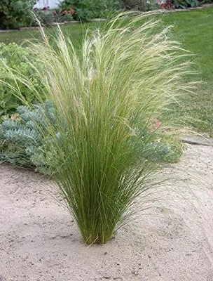 Produktbild von 10 x Stipa tenuissima 'Pony Tails' 1 Liter Topf (Ziergras/Gräser/Stauden/winterhart) Federgras / Engelshaargras - trockenresistent - Stauden Gänge