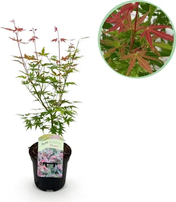 Zdjęcie produktu dla Klon japonski Acer palmatum 'Phoenix' - rózowo-czerwony - roslina balkonowa i