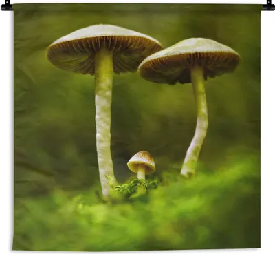 Produktbild von MuchoWow® Wandteppich Wandbehang Zwei große und ein kleiner Pilz 60x60 cm Tapisserie Dekoration Wandtuch - Dekorationen - Wand Decke