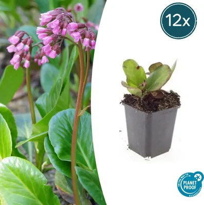 Zdjęcie produktu dla Roslina okrywowa - Bylina - Bergenia - Bergenia cordifolia 'Herbstblüte' - Doniczka 9 cm - Zestaw 12 roslin