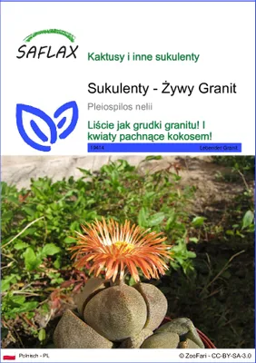 Zdjęcie produktu dla SAFLAX - Sukulenty - Żywy Granit - 40 Nasiona - Pleiospilos nelii