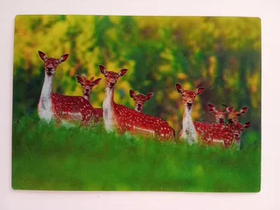 Produktbild von 3 D Ansichtskarte Damwild, Bild Postkarte Wackelkarte Hologrammkarte Hirsch Rehe