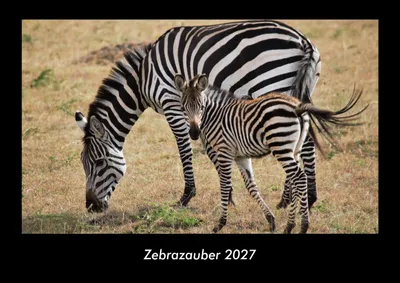 Produktbild von Zebrazauber 2027 Fotokalender DIN A3