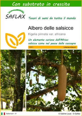 Immagine prodotto di SAFLAX  - Albero delle salsicce - 10 semi - Con substrato - Kigelia