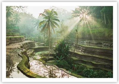 Produktbild von Poster - Poster ohne Rahmen - Terrassen Reis Palmen - 100x70 cm - Wand Bild - Wanddeko - Wandbilder - Kunstposter - Wandposter - Bilder - Kunstdruck - Wanddekoration - Wandbild - P2XAA100x70-4665