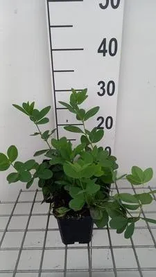 Immagine prodotto di 6 x Baptisia hybr. 'Lemon Meringue' - pseudodictamnus - vaso 9 x 9 cm