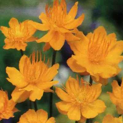 Produktbild von 6 x Trollblume  - Trollius chinensis 'Golden Queen'  | Topf 9cm x 9cm