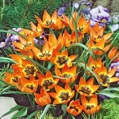 Zdjęcie produktu dla Tulipan Botaniczny Little Princess 5 szt Tulipany Cebulki Tulipanów Cebule