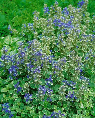 Produktbild von Ajuga reptans 'Variegata', Günsel, buntlaubig, ca. 9x9 cm Topf