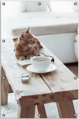 Produktbild von Wallario Outdoor-Poster für Garten oder Balkon, Motiv Süße rot getigerte Katze beim Kaffee, in ca. 80 x 120 cm