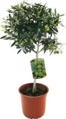Obrázek produktu pro Olivovník FloraSelf Olea europaea výška kmene 20-40 cm květináč Ø 20 cm
