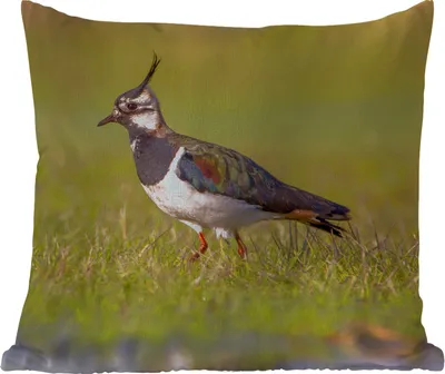 Produktbild von MuchoWow® Outdoor Kissen - Vogel - Gras - Natur - Tiere - Kiebitz - 50x50 cm - Wetterfest - Lounge Kissen - Komfortabel - Kissen mit Bild