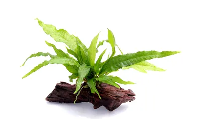 Produktbild von Microsorum pteropus auf Wurzel