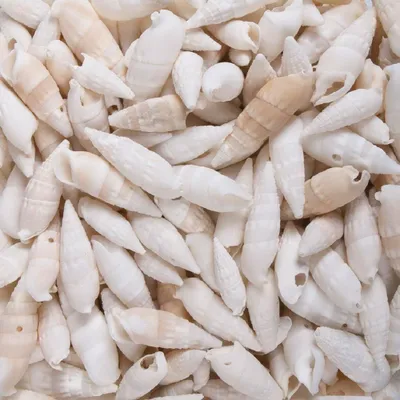Produktbild von MUSCHELN Cerethium Vertagus, BALANCE 250gr.