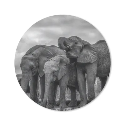 Produktbild von MuchoWow® Mauspad Mousepad Elefant - Tiere - Wasser - Schwarz und weiß 40x40 cm - Mousepads - Maus Mat - Pad - Mausunterlage - Schreibtisch Accessoires
