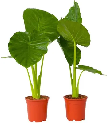 Produktbild von Alokasie - 2 Stk - Alocasia 'Odora' - Höhe 55-75cm - ⌀17cm