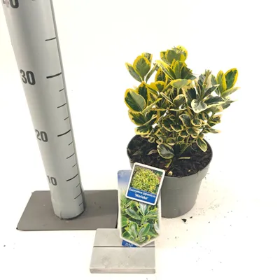 Obrázok produktu pre Euonymus jap. 'Marieke' – vŕbovka | 20–25 cm v črepníku
