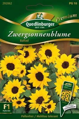 Artikelbild 1 von 'Zwergsonnenblumen Ballad' aus der Kategorie Sonnenblumensamen