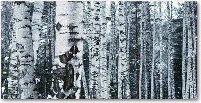 Produktbild von Tulup Glas-Bild -140x70- Wandkunst Dekorative Wand für Küche & Wohnzimmer - Blumen & Pflanzen - Birken Bäume - Weiß